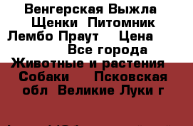 Венгерская Выжла. Щенки. Питомник Лембо Праут. › Цена ­ 35 000 - Все города Животные и растения » Собаки   . Псковская обл.,Великие Луки г.